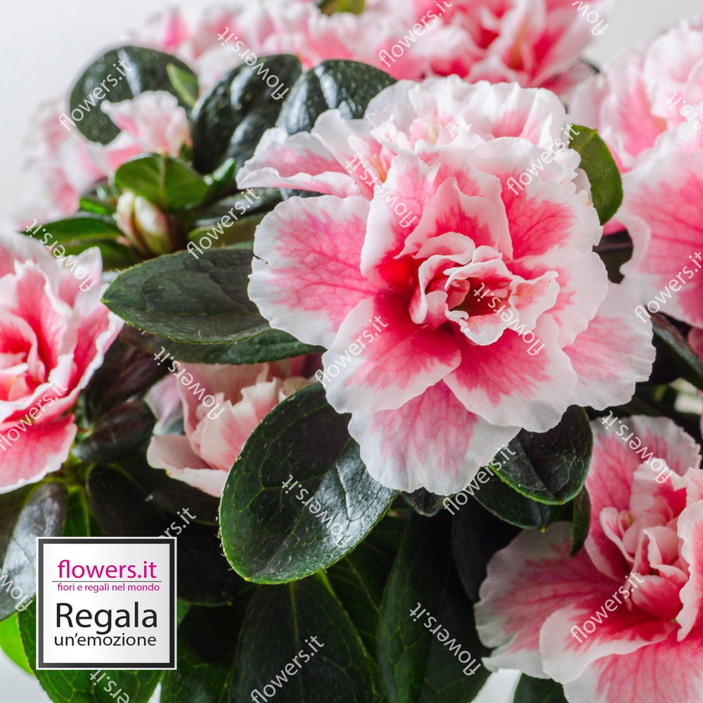 Pianta di azalea piccola, perfetta per ogni spazio. | Consegna Fiori a Domicilio per Festa della Mamma, Primavera