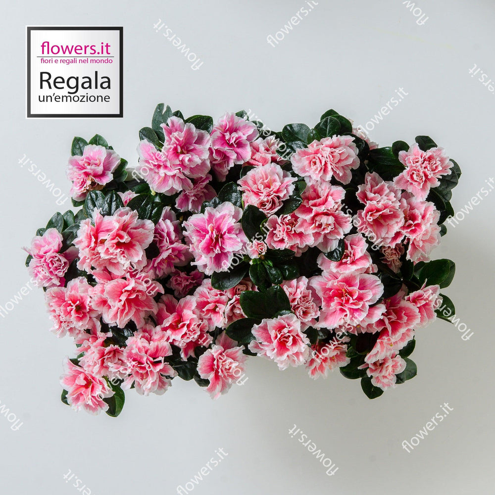 1 pianta di azalea con coprivaso. | Consegna Fiori a Domicilio per Festa della Mamma, Primavera