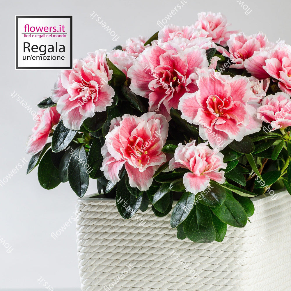 1 pianta di azalea con coprivaso. | Consegna Fiori a Domicilio per Festa della Mamma, Primavera