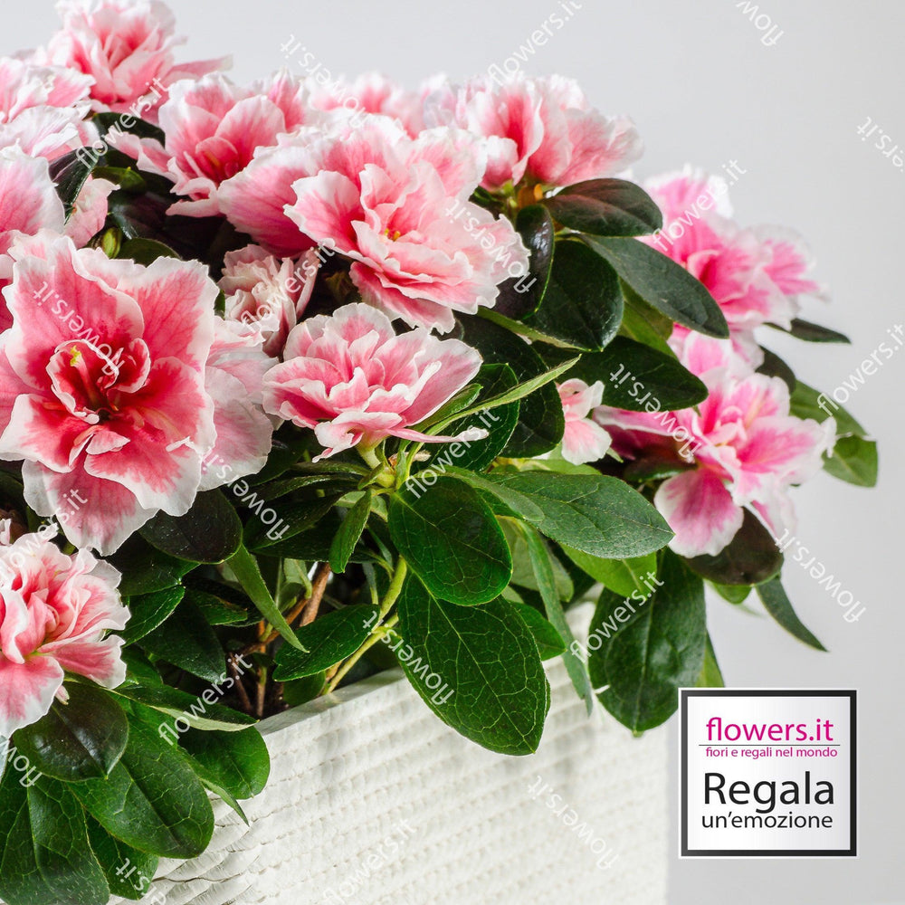 1 pianta di azalea con coprivaso. | Consegna Fiori a Domicilio per Festa della Mamma, Primavera