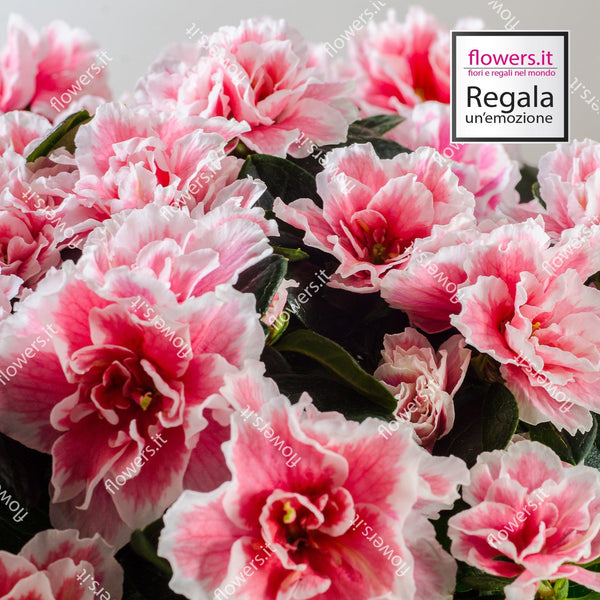 1 pianta di azalea con coprivaso. | Consegna Fiori a Domicilio per Festa della Mamma, Primavera