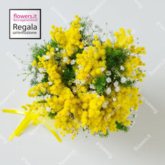 WOMEN'S STRENGTH - Mimosa