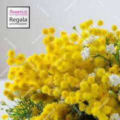 WOMEN'S STRENGTH - Mimosa