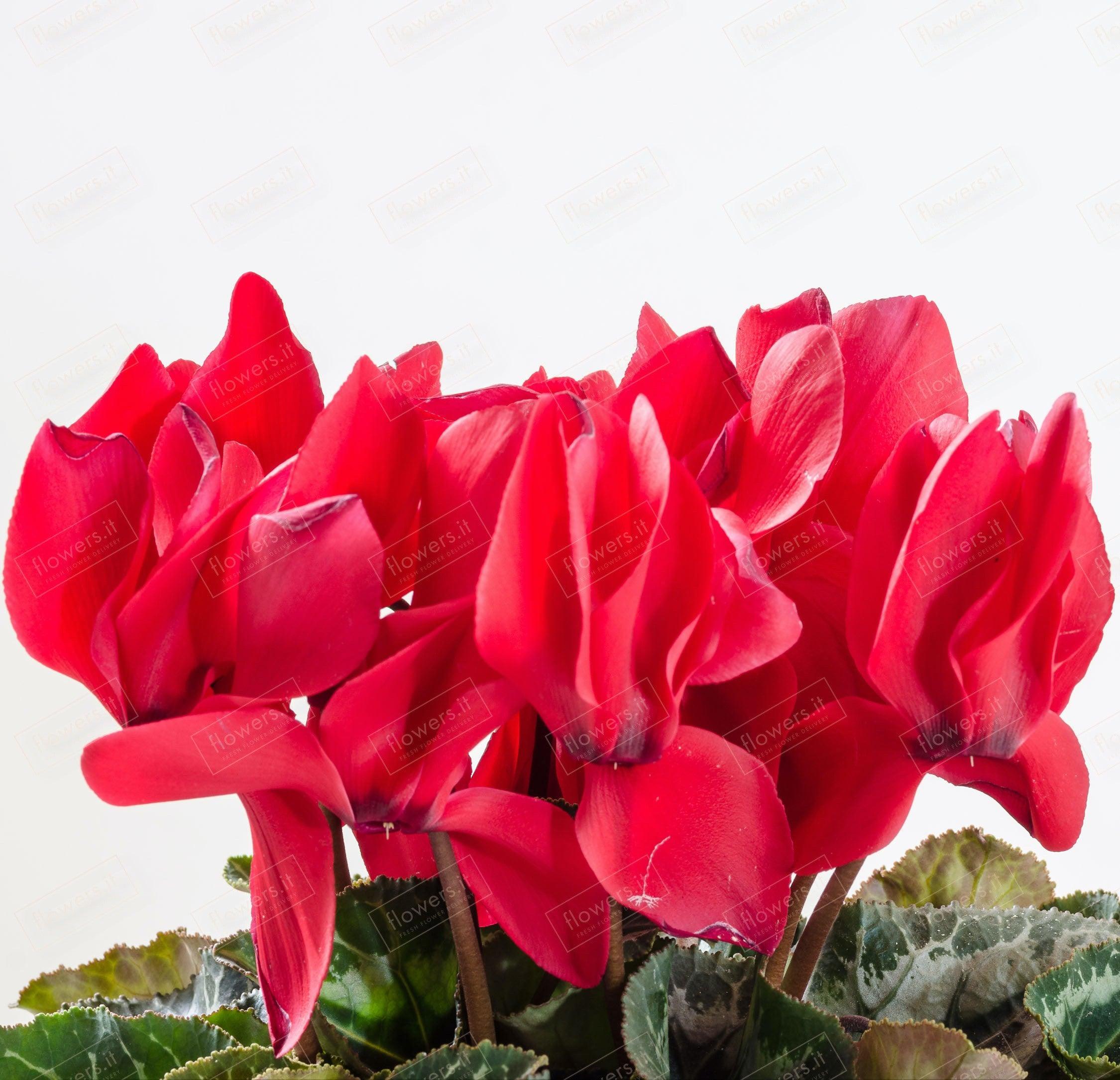POWERS TO FLOWERS - CELOSIA CRESTATA GIALLA, 3 PIANTE, Vaso 12cm diametro, Piante Vere - Powers POWERS TO FLOWERS - CELOSIA CRESTATA GIALLA, 3 PIANTE, Vaso 12cm diametro, Piante Vere - Powers