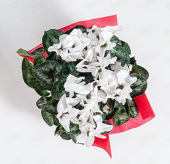 RESISTANCE - White Cyclamen