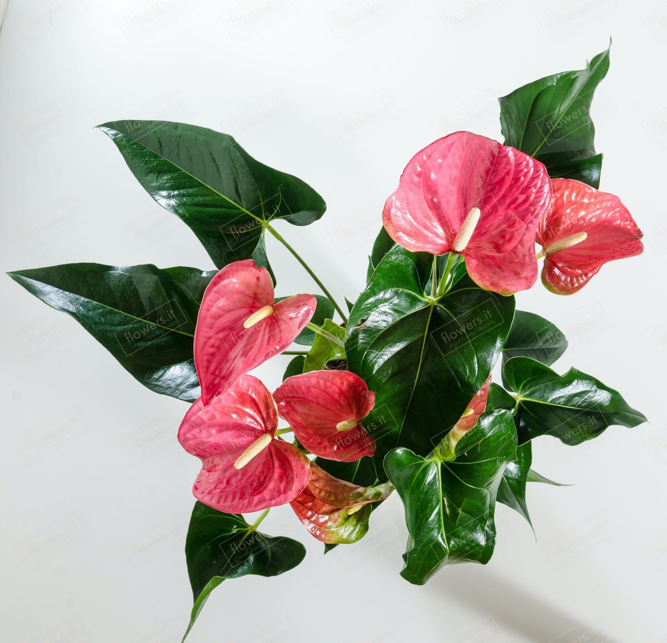 anthurium fiori piccoli Anthurium Plant, Elegant Indoor Plant, Flower Delivery – Delivery Flowers