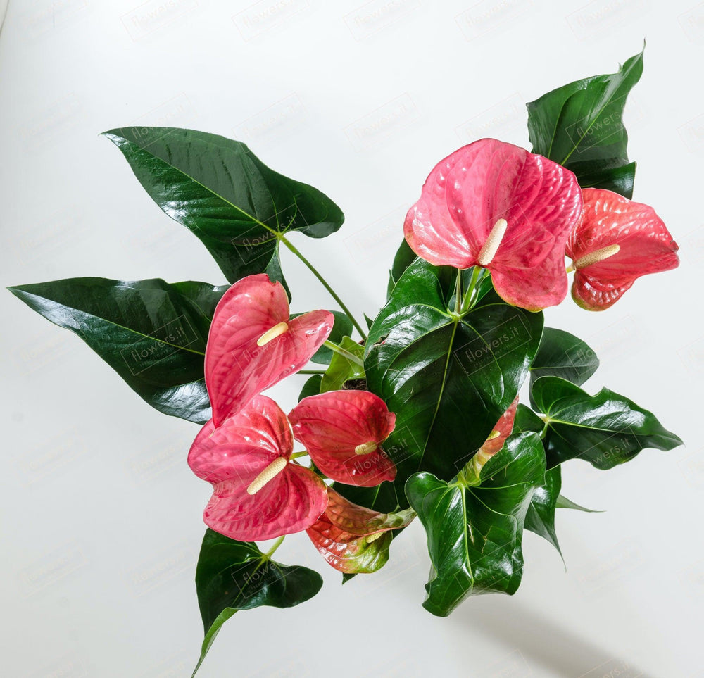 Pianta di anthurium piccola. | Consegna Fiori a Domicilio per Festa del Papà, Festa della Mamma, MATRIMONIO, PIANTA, RINGRAZIAMENTI