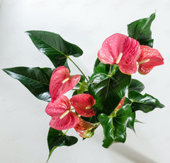 CUPID'S FLOWER - Anthurium