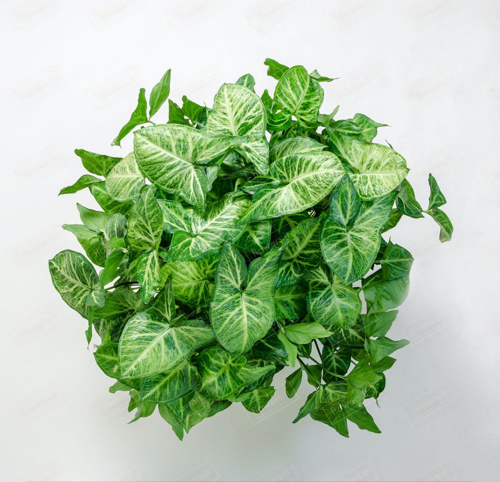 Pianta Syngonium semplice. | Consegna Fiori a Domicilio per Festa del Papà, MATRIMONIO, PIANTA, RINGRAZIAMENTI