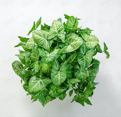 WELLBEING - Indoor Syngonium Plant