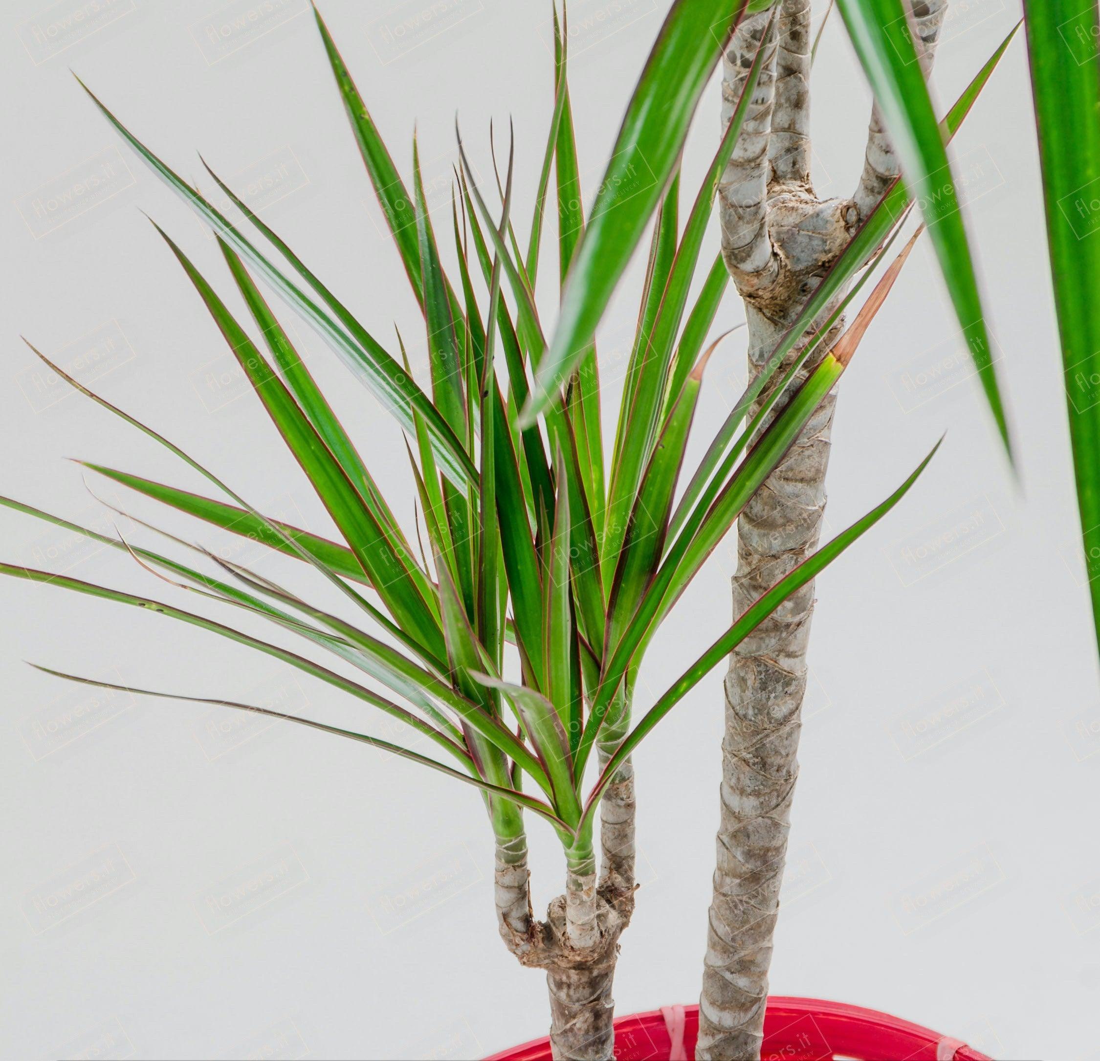 dracaena flower meaning Dracena Flower Meaning – Symbol of Long Life & Good Luck