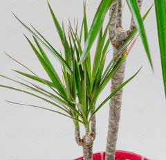 LONGEVITY - Indoor Dracaena Plant