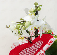 BEAUTY - Phalaenopsis orchids