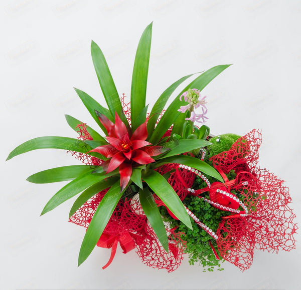 FANTASIA ESOTICA - Composizione con Guzmania - Pianta Guzmania rossa piccola. | Flowers Delivery Consegna Fiori a Domicilio