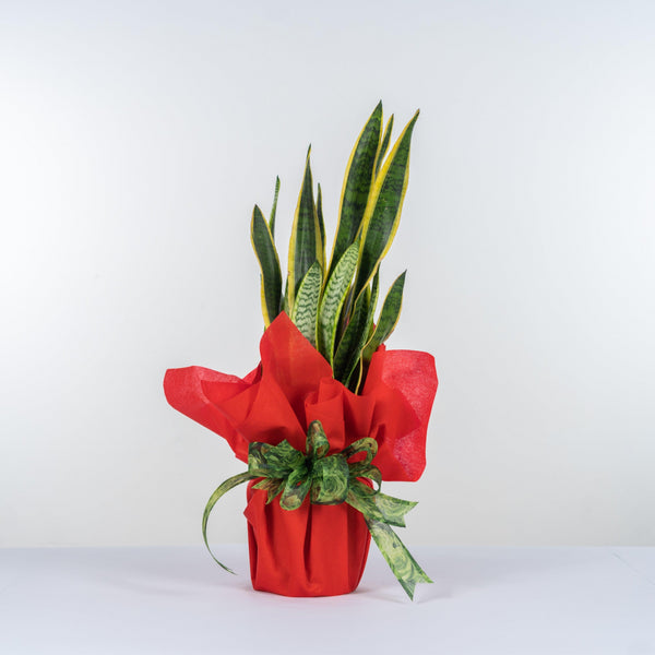 Pianta sansevieria classica. | Consegna Fiori a Domicilio per 