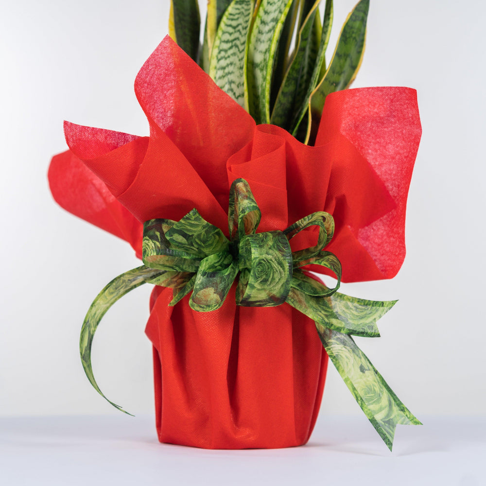 Pianta sansevieria classica. | Consegna Fiori a Domicilio per 