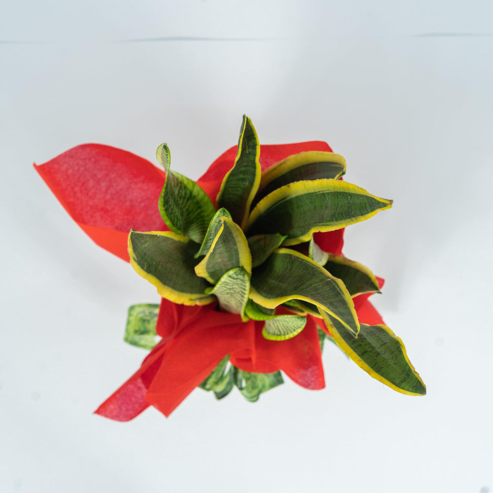Pianta sansevieria classica. | Consegna Fiori a Domicilio per 
