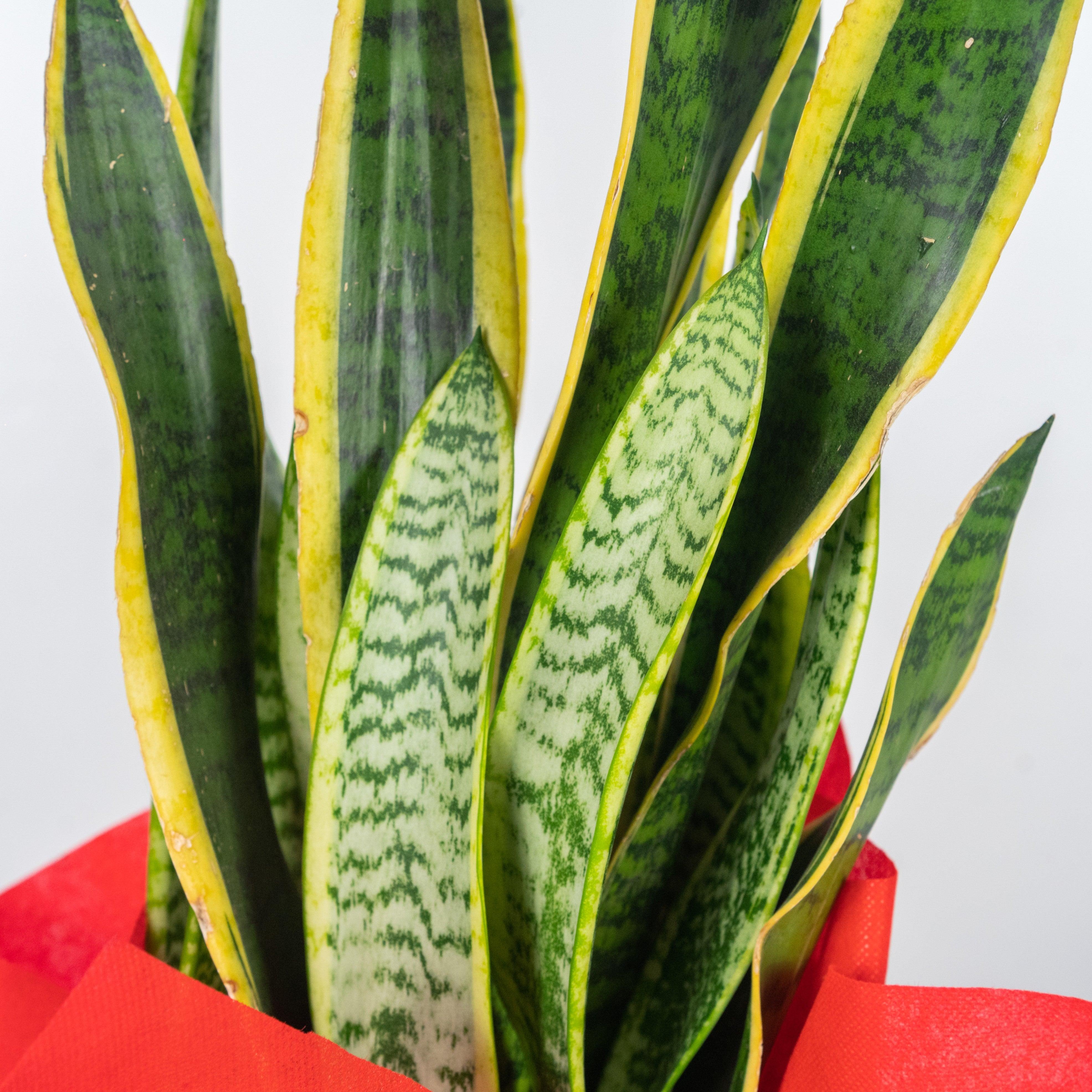 La Sansevieria - Messaggio di salute, bellezza e poesia