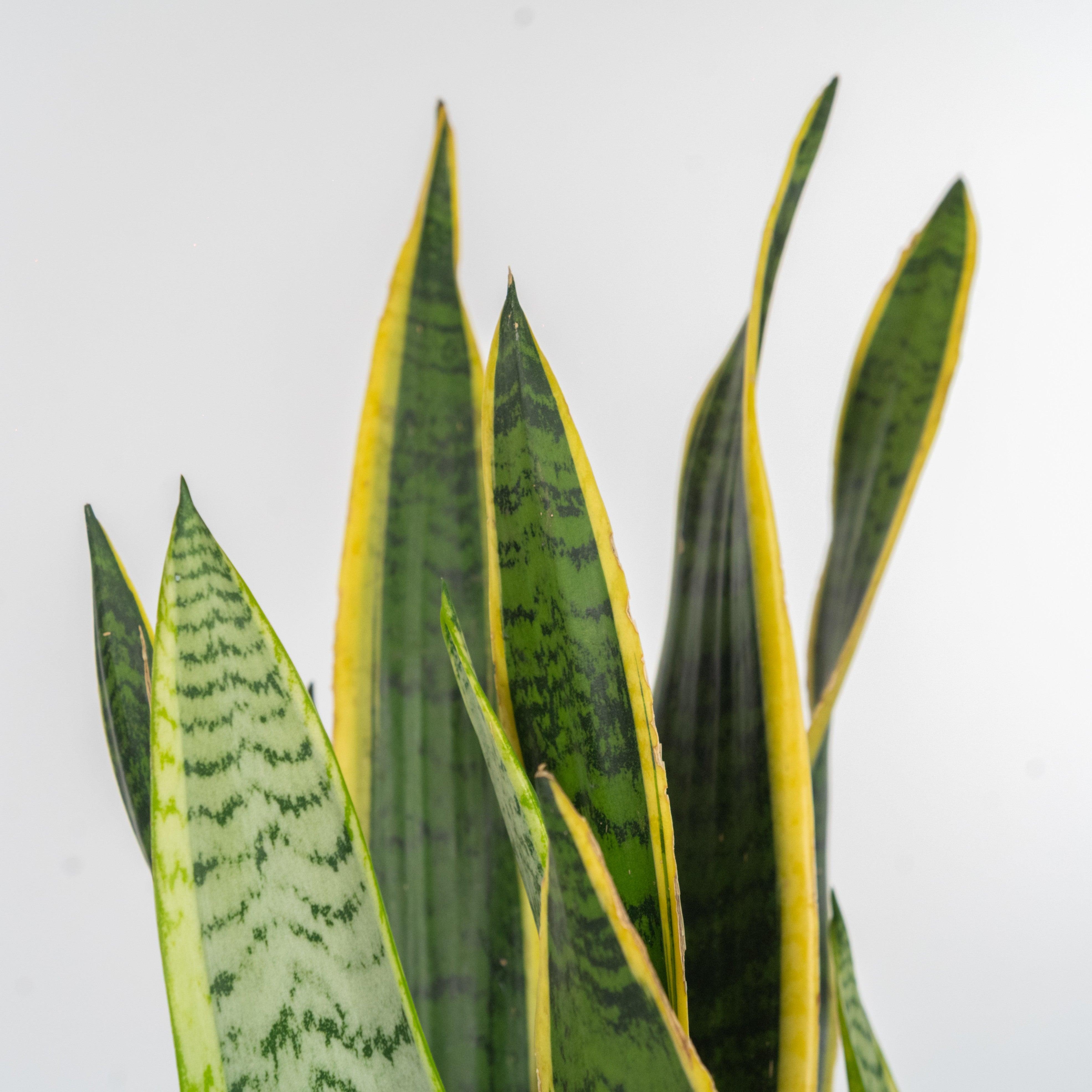 La Sansevieria - Messaggio di salute, bellezza e poesia