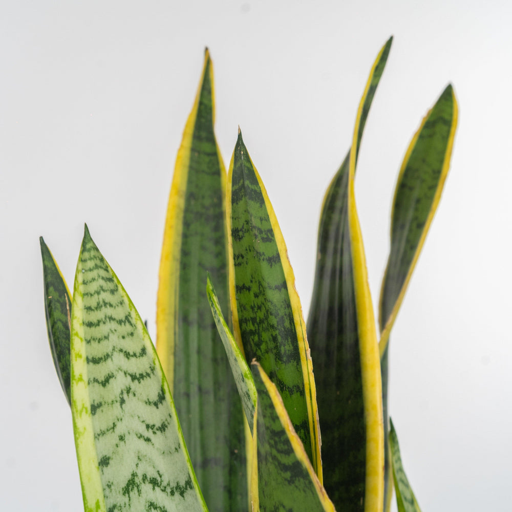 Pianta sansevieria classica. | Consegna Fiori a Domicilio per 