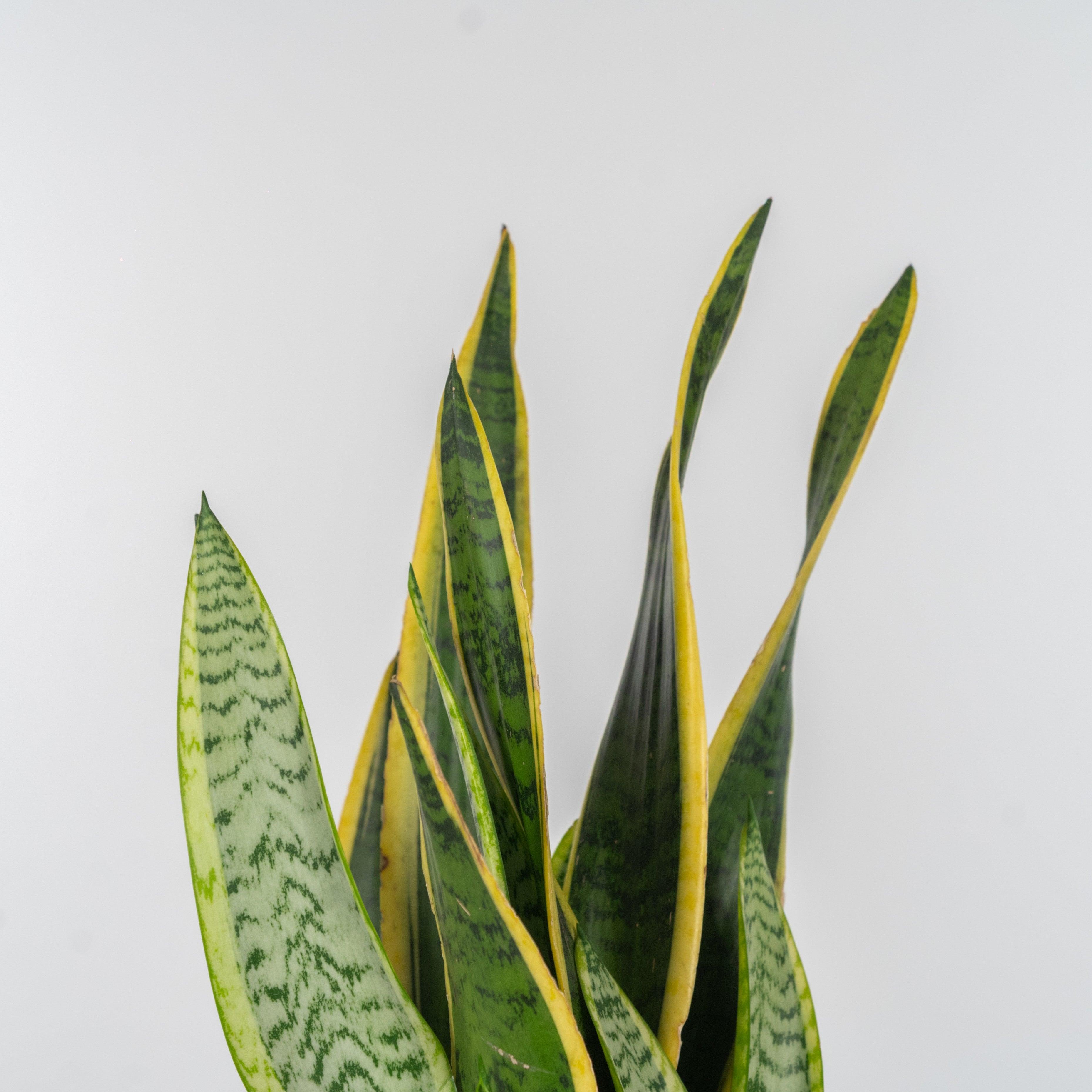 La Sansevieria - Messaggio di salute, bellezza e poesia