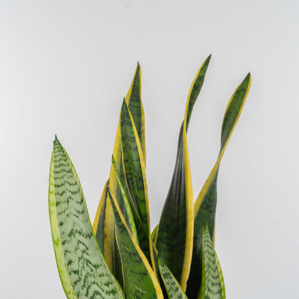 Pianta sansevieria classica. | Consegna Fiori a Domicilio per 