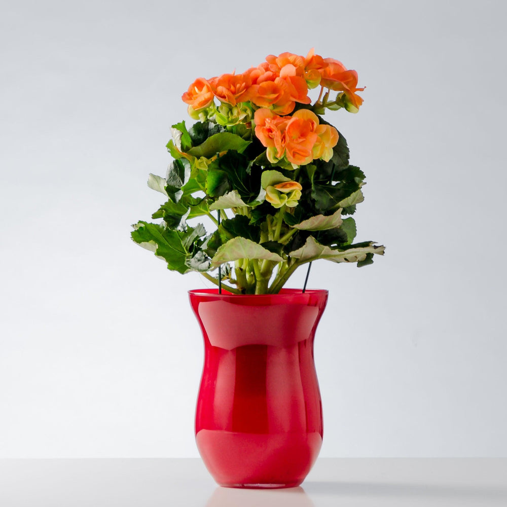 IL BUON AUSPICIO - Begonia - Pianta di begonia fiorita. | Flowers Delivery Consegna Fiori a Domicilio