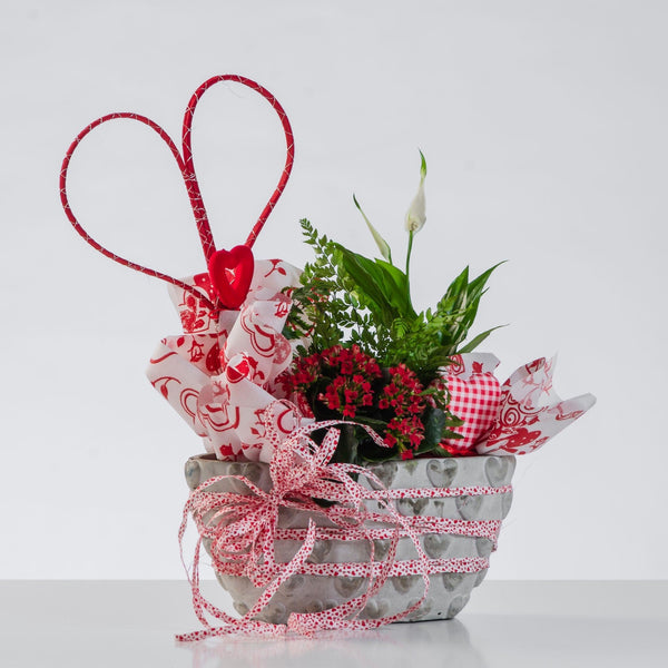 Composizione in ciotola. | Consegna Fiori a Domicilio per Compleanni, Compleanno, Festa del Papà, Festa della Donna, Festa della Mamma, PIANTA, Primavera
