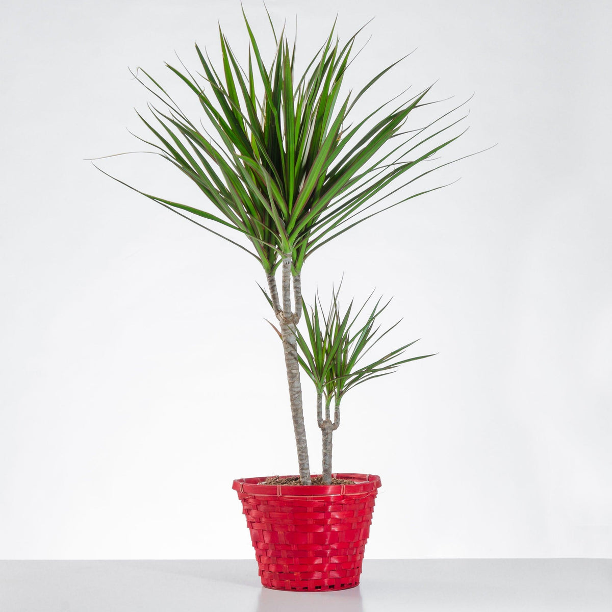 dracaena symbolism Dracena Flower Meaning – Symbol of Long Life & Good Luck