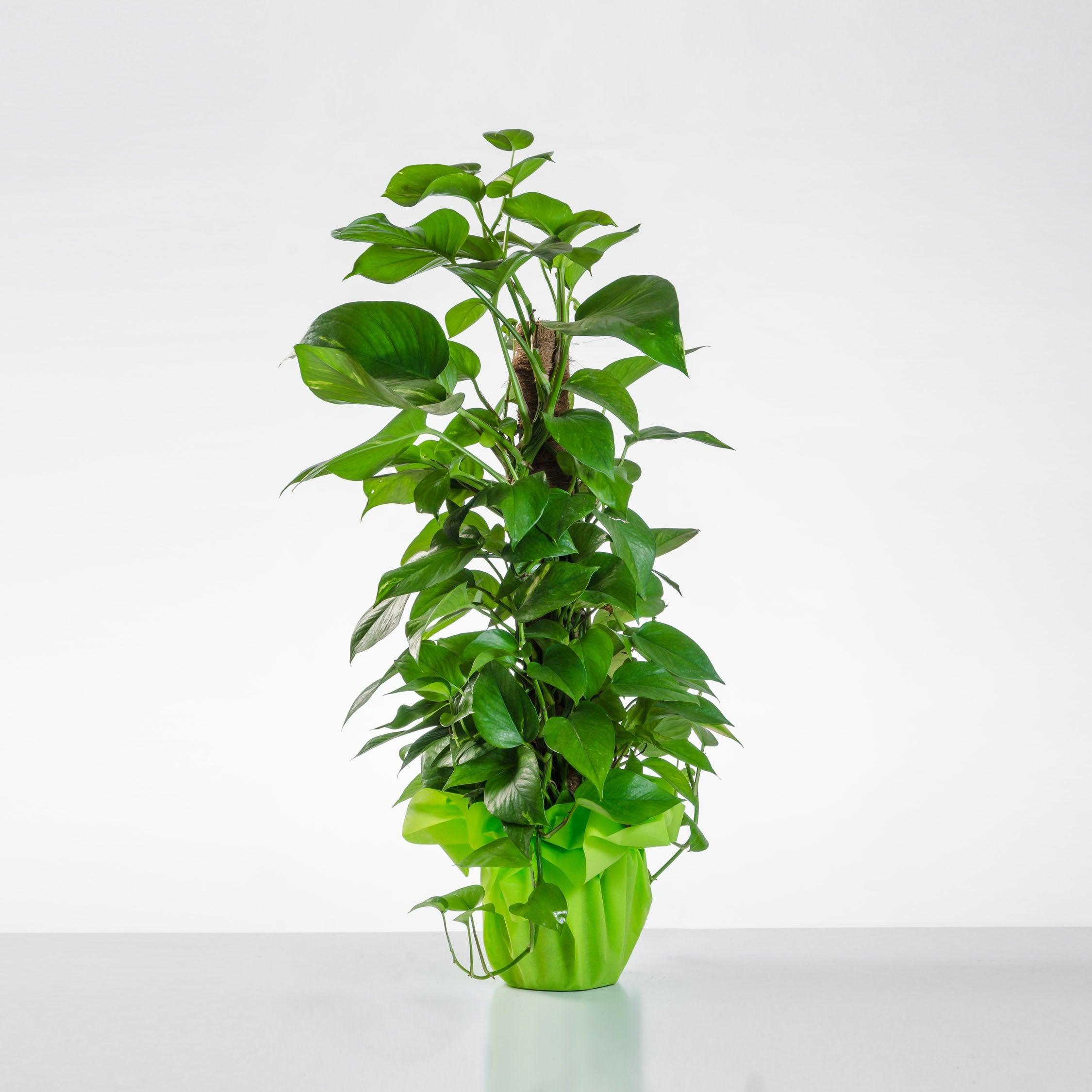 pianta pothos Pothos plant, easy to care for indoor plant, home delivery – Delivery Flowers