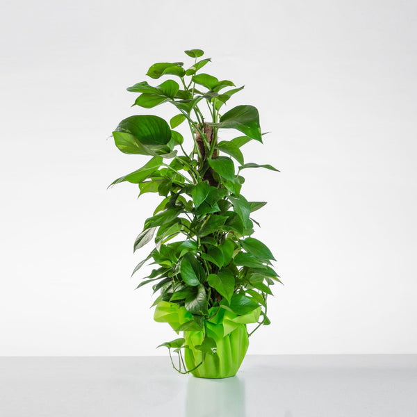 Pianta di Pothos. | Consegna Fiori a Domicilio per 