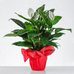 PURITY - Flowering Peace Lily Plant