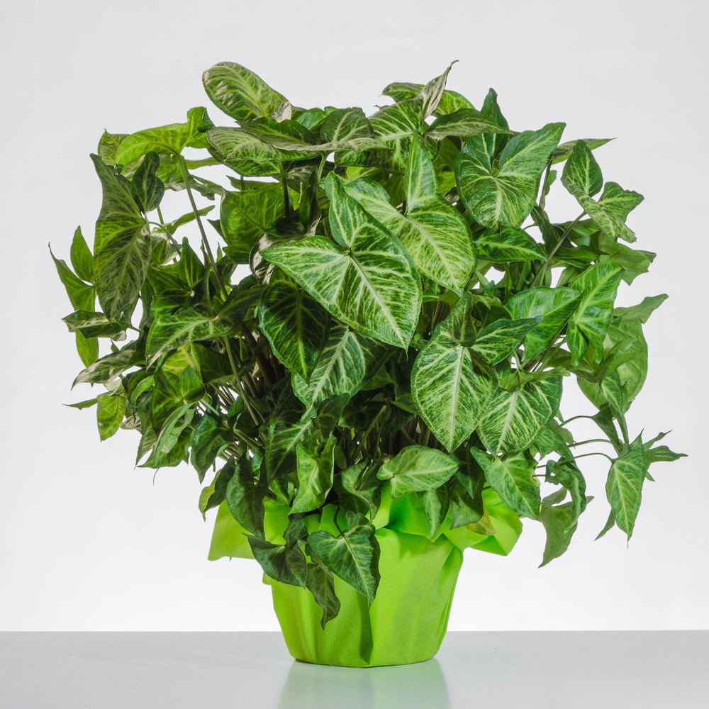 Pianta Syngonium semplice. | Consegna Fiori a Domicilio per Festa del Papà, MATRIMONIO, PIANTA, RINGRAZIAMENTI