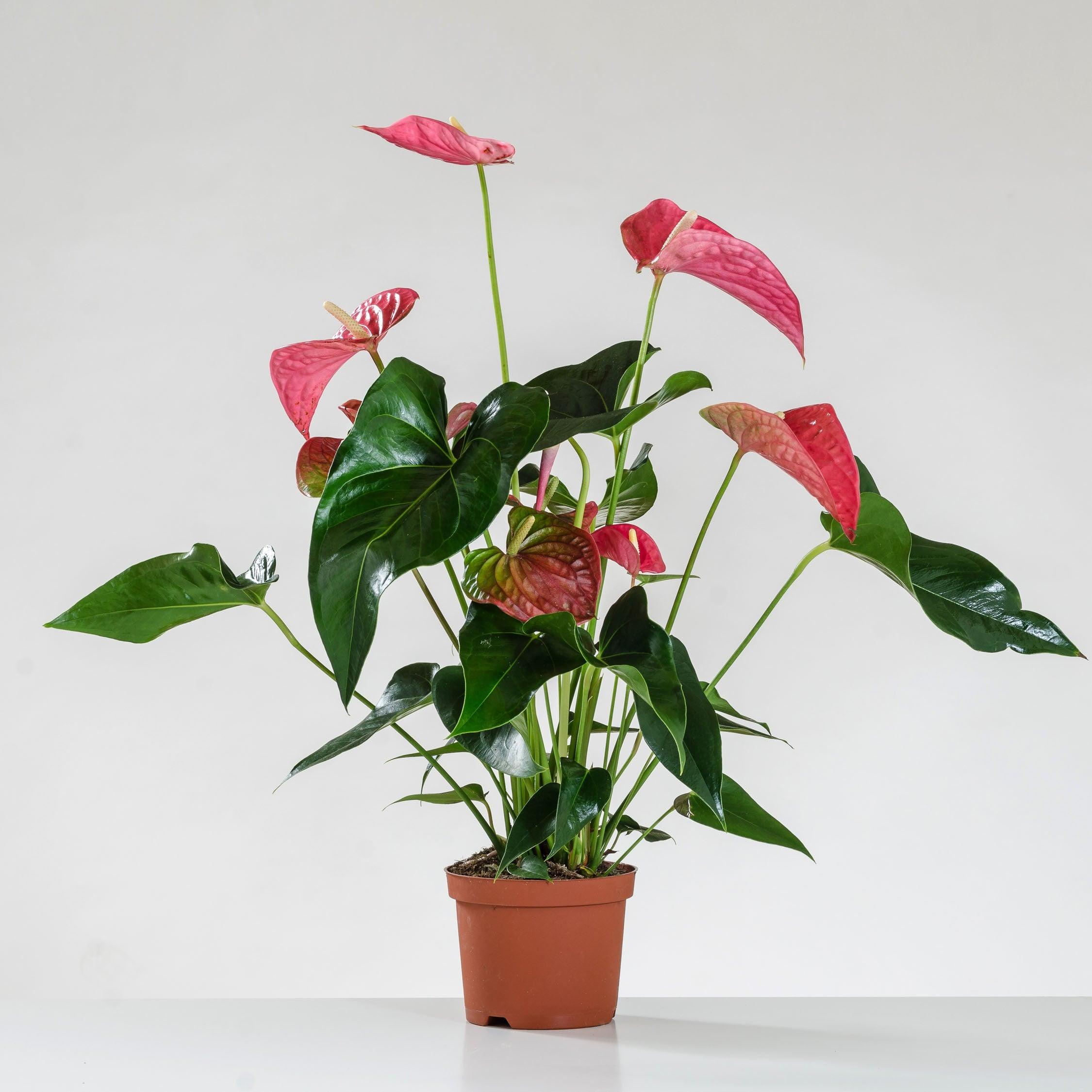 IL FIORE DI CUPIDO - Anthurium