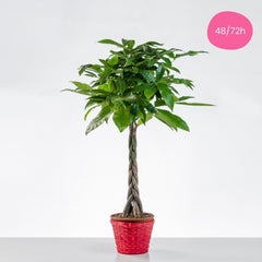 GOOD LUCK - Pachira Plant