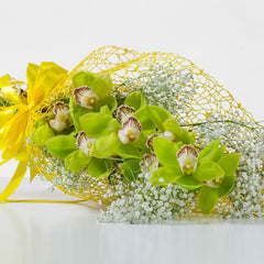 PRECIOUS GOLD - Cymbidium, Green Orchid