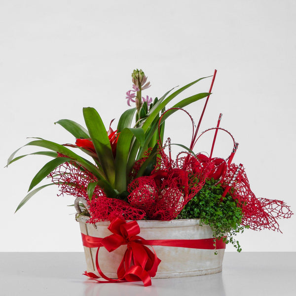 FANTASIA ESOTICA - Composizione con Guzmania - Pianta Guzmania rossa piccola. | Flowers Delivery Consegna Fiori a Domicilio