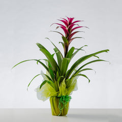 CHARM - Red Guzmania Plant