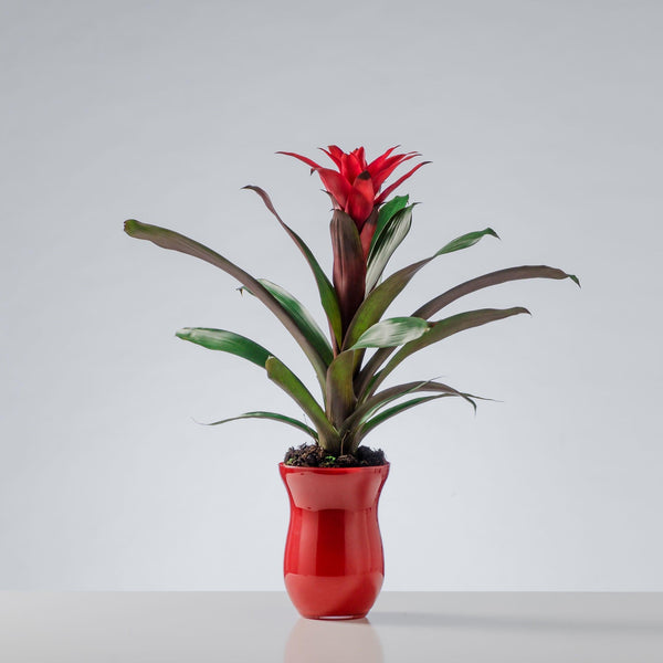 BELLEZZA TROPICALE - Guzmania rossa - Pianta di Guzmania semplice. | Flowers Delivery Consegna Fiori a Domicilio
