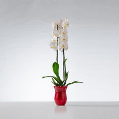 NOBILITY - Phalenopsis orchid