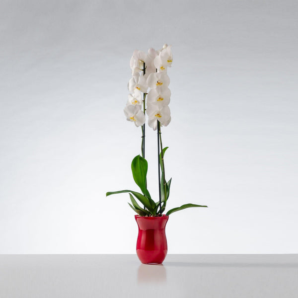 Pianta di orchidea. | Consegna Fiori a Domicilio per ANNIVERSARIO, Compleanno, Festa del Papà, Festa della Donna, MATRIMONIO, Nascita, Nascite, Natale, PIANTA, TUTTE LE STAGIONI