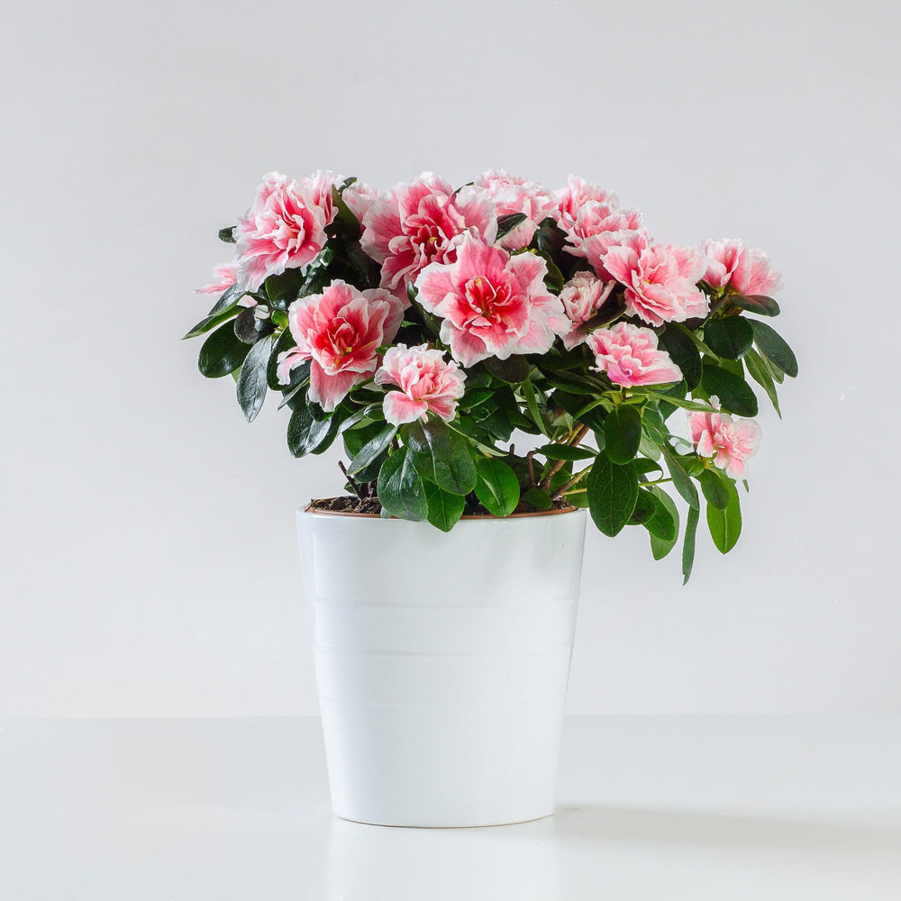 Pianta di azalea in vaso semplice. | Consegna Fiori a Domicilio per Compleanno, Festa della Mamma, Primavera