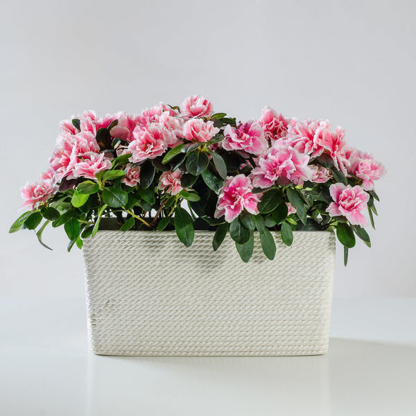 1 pianta di azalea con coprivaso. | Consegna Fiori a Domicilio per Festa della Mamma, Primavera
