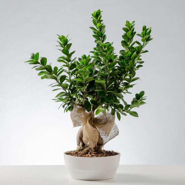 Bonsai Ginseng. | Consegna Fiori a Domicilio per Compleanni, Compleanno, Festa del Papà, Festa della Donna, Festa della Mamma, Laurea, MATRIMONIO, Nascita, Natale, Pasqua, PIANTA