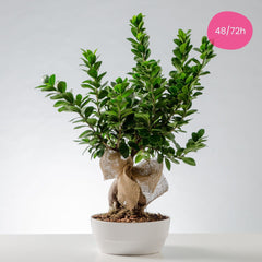 bonsai di ginseng Indoor Ginseng Bonsai – Symbolic Tree of Peace & Connection