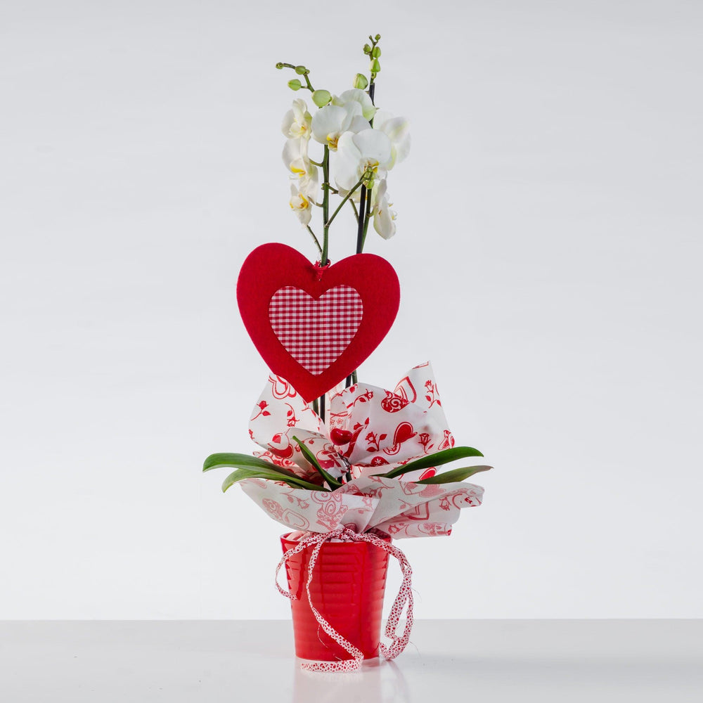 Pianta di orchidea classica. | Consegna Fiori a Domicilio per ANNIVERSARI, Compleanno, Festa del Papà, Festa della Donna, Festa della Mamma, Laurea, MATRIMONIO, PIANTA, TUTTE LE STAGIONI
