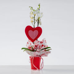 BEAUTY - Phalaenopsis orchids