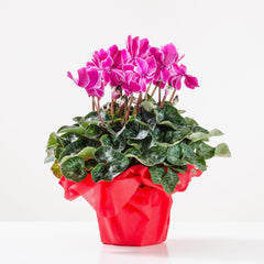 GIOVENTU' - Ciclamino fucsia