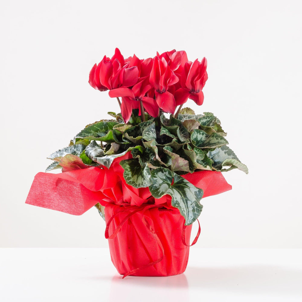 Pianta di ciclamino rosso in vaso semplice. | Consegna Fiori a Domicilio per AUTUNNO INVERNO, Compleanno, Natale, PIANTA