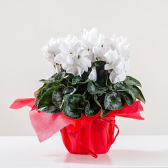 RESISTANCE - White Cyclamen